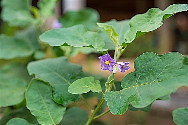Eggplants are not tied during flowering