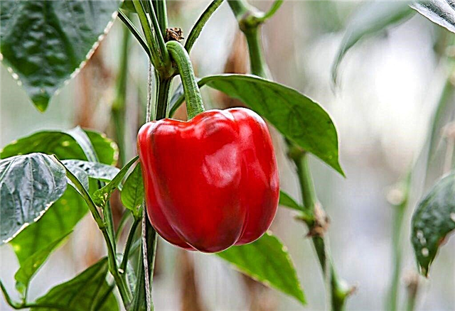 Temperature range for pepper