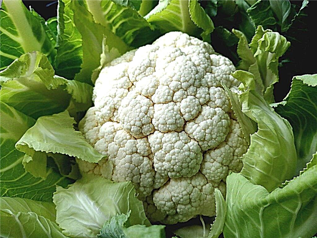 Description of Goodman cauliflower