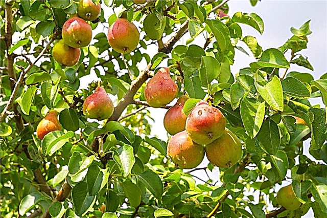 Growing varieties of pears for the Chernozem region