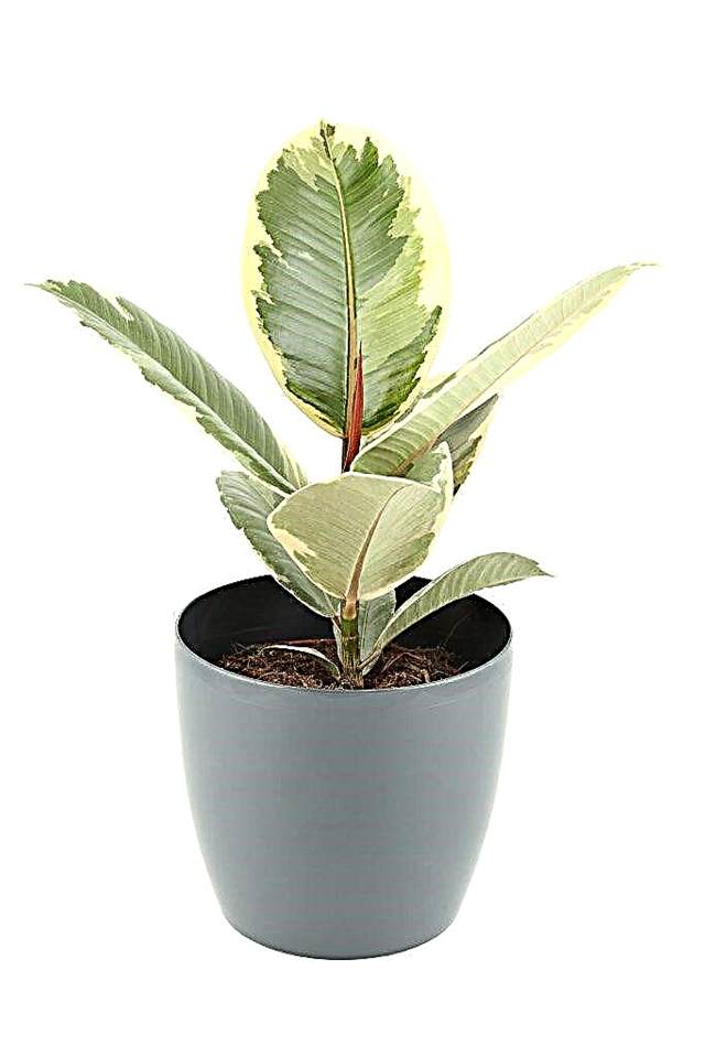 How to care for Tineke ficus at home