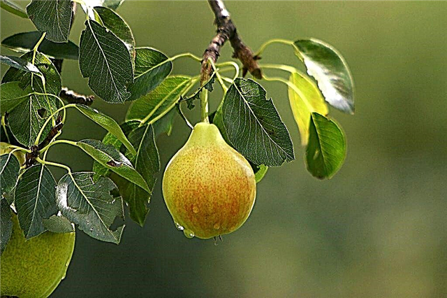 Descripción de variedades tardías de peras
