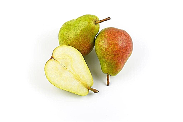 Description of Karataevskaya pear