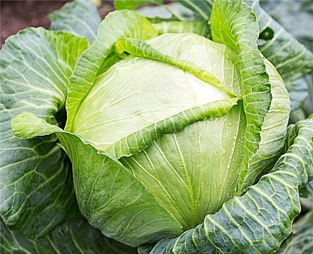 Kilaton cabbage variety