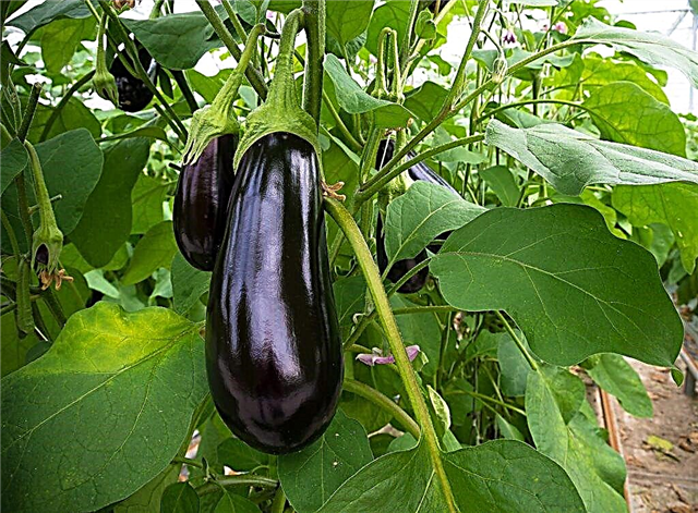 Varieties and features of growing eggplant