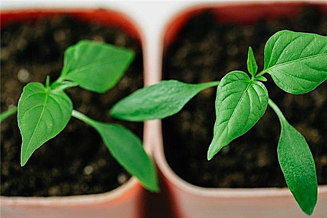 Growing peppers according to the advice of Galina Kizima