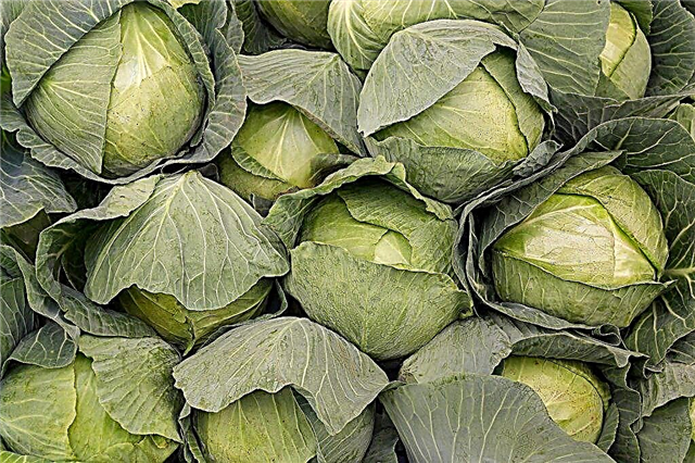 Characteristics of Dutch cabbage varieties