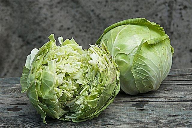 Why does cabbage crack