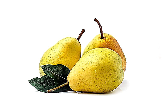 Beschrijving van Pear Treasure