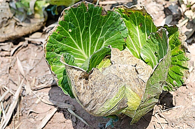 Why do cabbage leaves turn yellow
