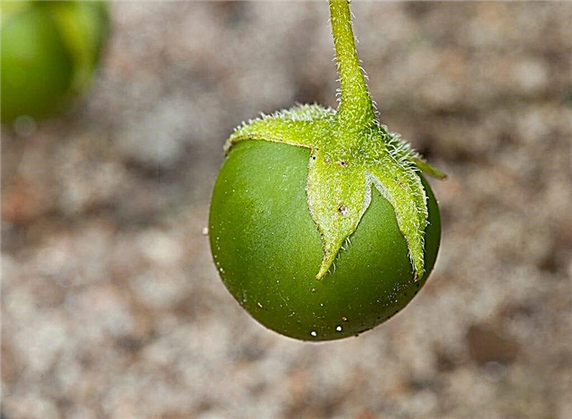 Rodzaj owoców ziemniaczanych
