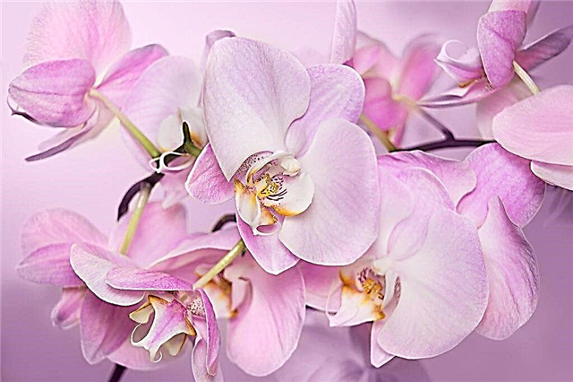 Opis motýľovej orchidey Legato