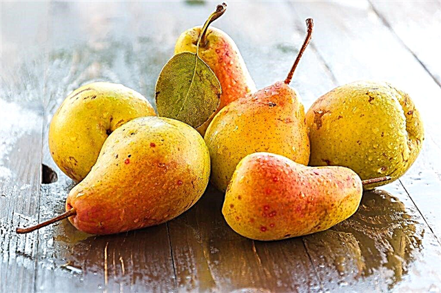 Description of the pear variety Akademicheskaya