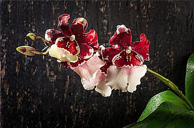 Augantys Kambrijos orchidėjos