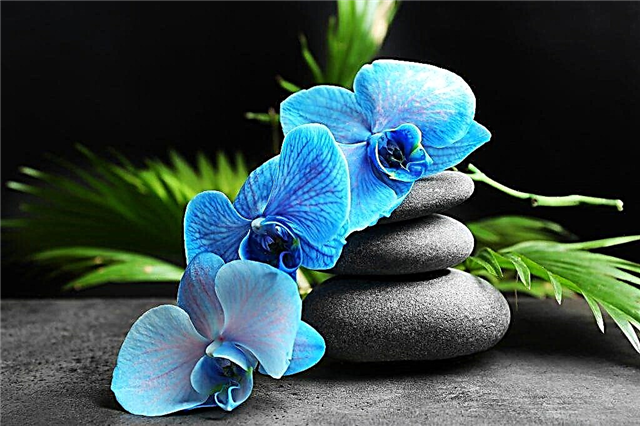 Blaue und blaue Orchideenpflege