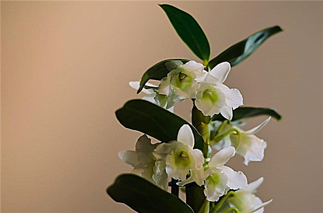 وصف نبات Dendrobium Nobile والعناية به