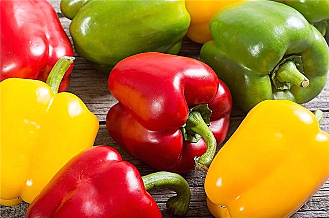Rules for growing sweet peppers