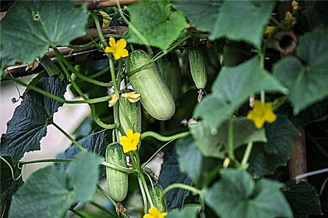The process of setting and growing cucumbers