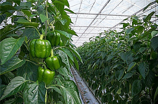DIY pepper greenhouse