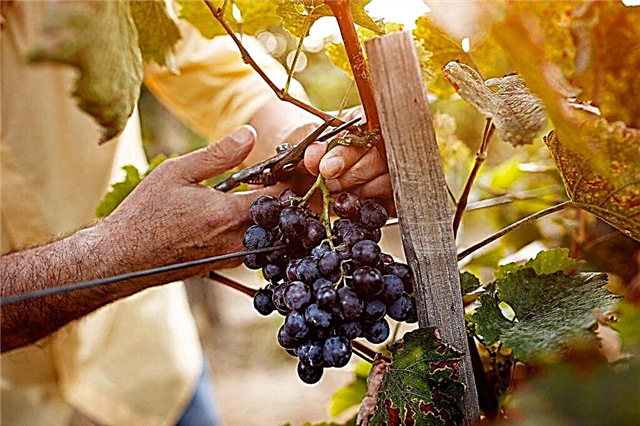 Aturan untuk menyebarkan anggur dengan setek di musim semi