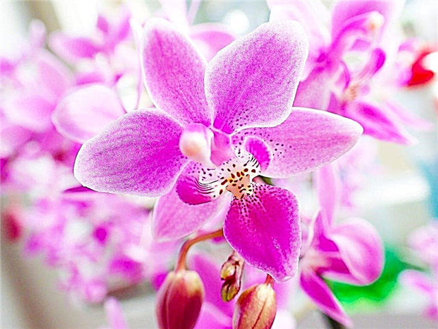 Az orchidea phalonopsis Equestris leírása