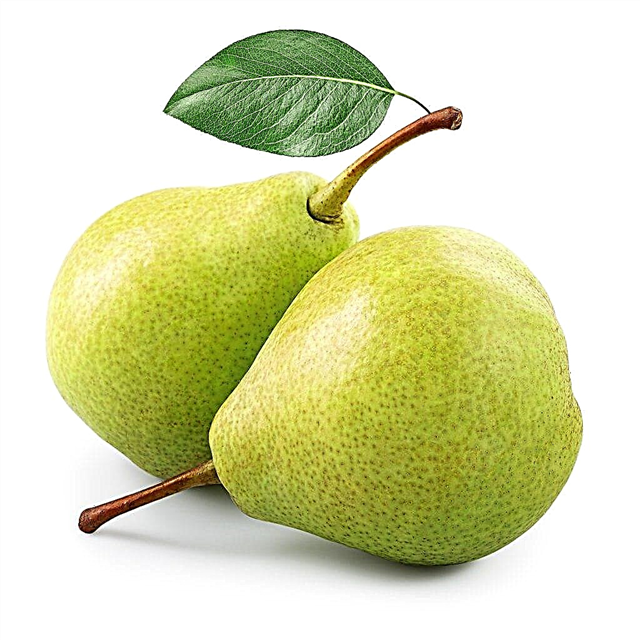 Characteristics of the Yeseninskaya pear variety
