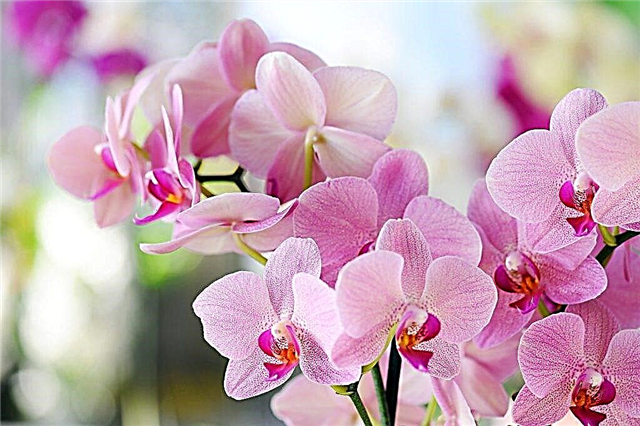 Beskrivelse af lyserød orkidé