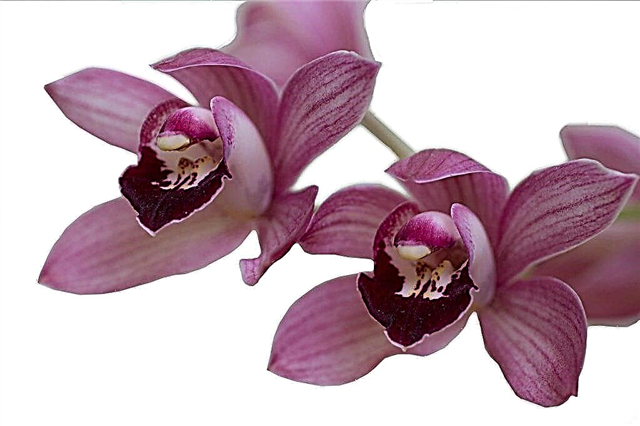 Características de la orquídea borgoña