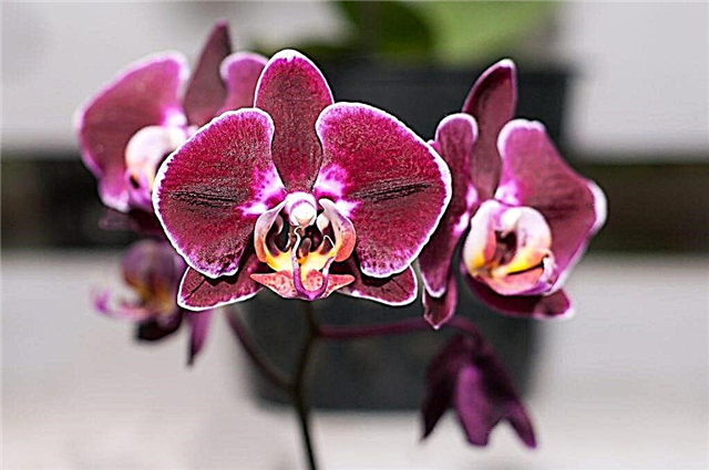 Opis Orhideje velike ustnice Phalaenopsis