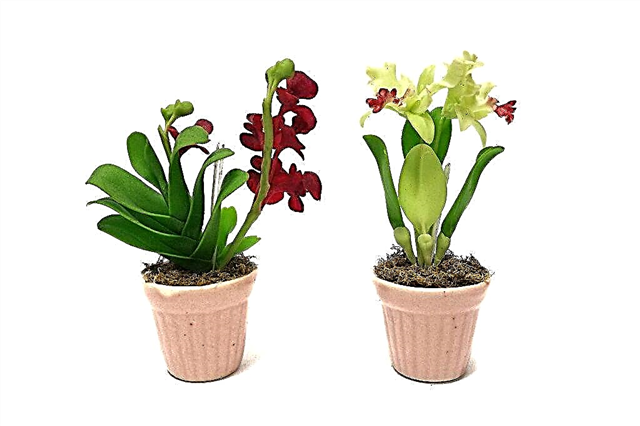 Los beneficios del seramis para las orquídeas