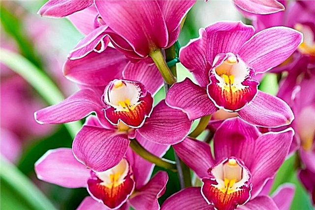 Descripción de la orquídea real