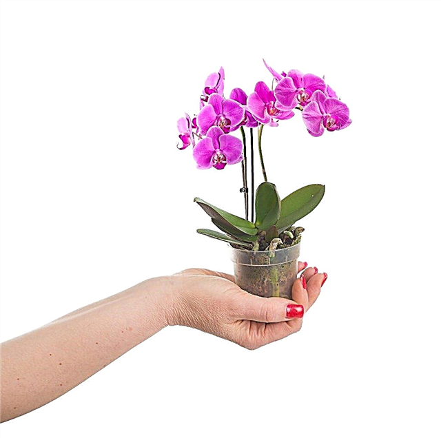 Häusliche Pflege für Mini-Phalaenopsis-Orchidee