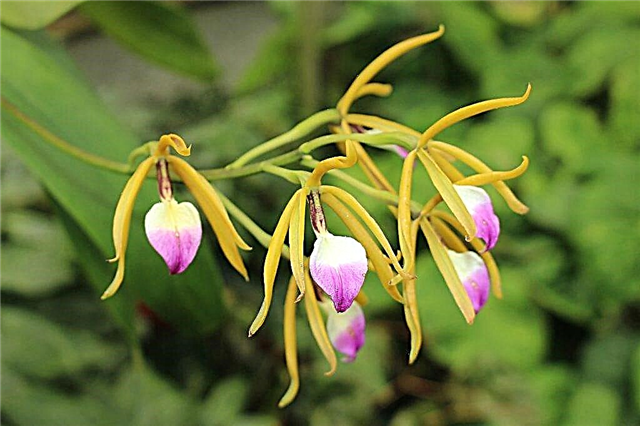Caractéristiques de l'orchidée Brassavola
