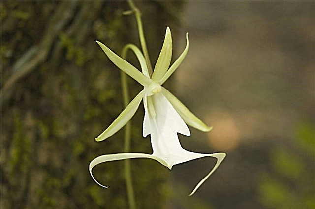 Características de las orquídeas fantasmas en crecimiento