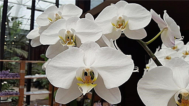 Phalaenopsis putih yang tumbuh