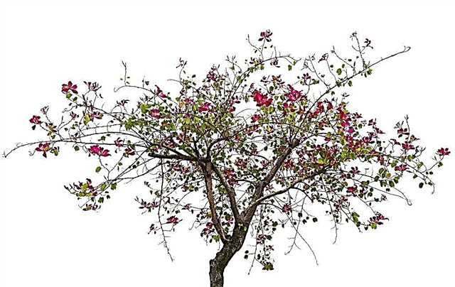 Growing a bauhinia orchid tree