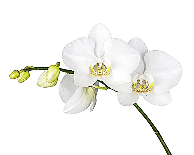 Audzē baltu orhideju