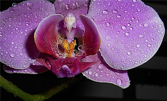 The best substrates for orchids
