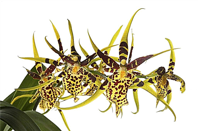 Növekvő Brassia orchideák
