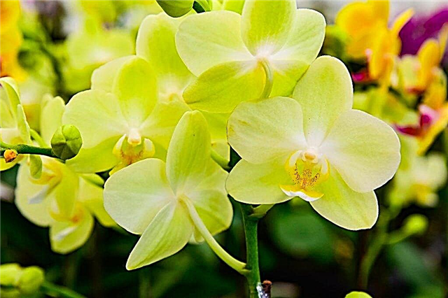 Beschrijving van de gele phalaenopsis orchidee