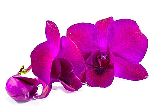 Dendrobium Phalaenopsis em crescimento