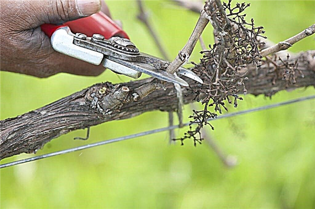 Features of pruning grapes in spring
