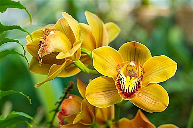 Wachsende Cymbidium-Orchideen