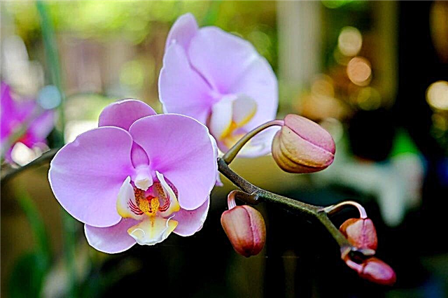 Treatment of fusarium in orchids