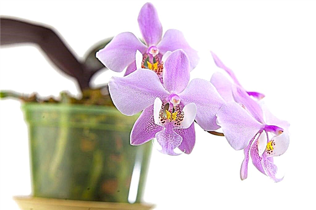 Description of Schillerian orchid