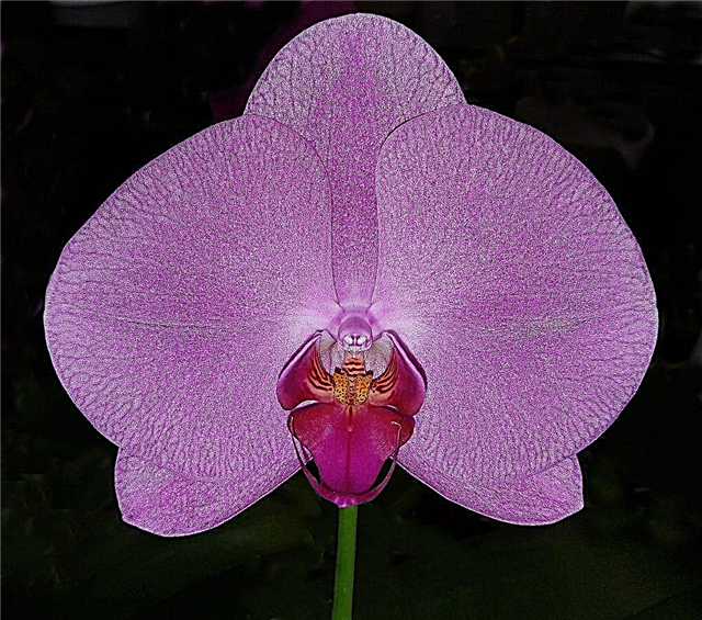 Cuidado da variedade de orquídeas Singolo