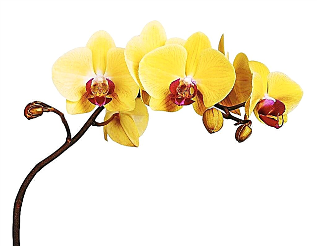 Description de l'orchidée jaune