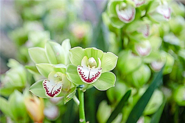 Beschreibung der grünen Orchidee