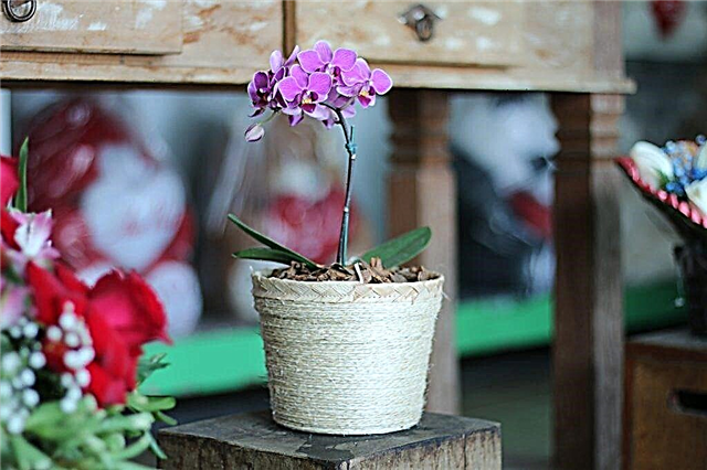Сорти карликових орхідей