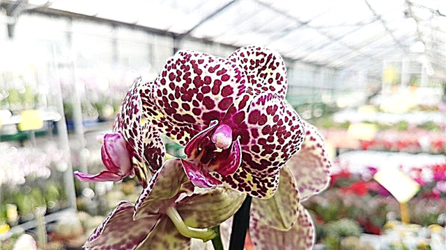Growing an orchid wild cat